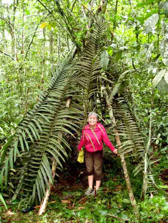 Teepee Palm